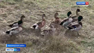  100 фазанов и 250 уток-крякв выпустили в степи Сакского и Черноморского районов