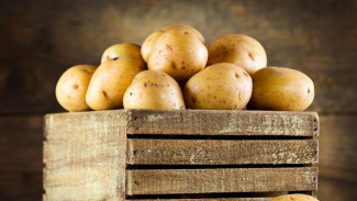 Более трети владельцев огородов в Крыму планируют высадить картофель