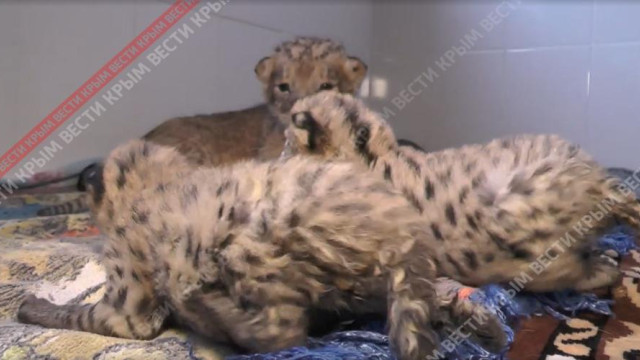 Четыре хищника родились в Бахчисарайском парке миниатюр