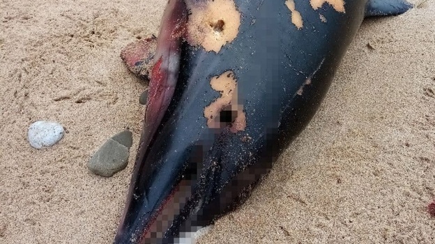 На берег в Крыму выбросило мёртвого дельфина