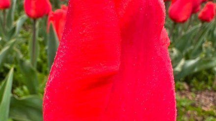 Крымский тюльпан стал генералом Парада Победы в Никитском саду