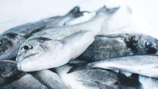 Рыбы и мидии в Севастопольской бухте накапливают радиацию