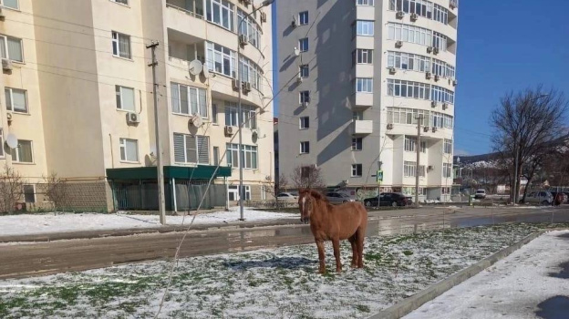 В Судаке ищут владельца пони, который вытаптывает газоны