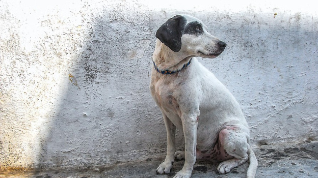 Чиновников крымской столицы обязали отлавливать бродячих собак