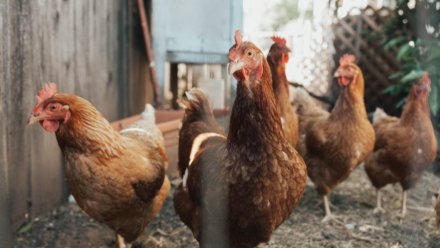 Стало известно, меняются ли цены на куриное мясо в Крыму