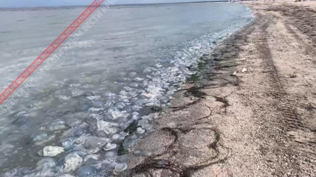 Тысячи мертвых медуз прибило к пляжу в Крыму