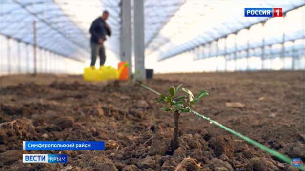 В Крыму начнут выращивать тропические растения в промышленных масштабах