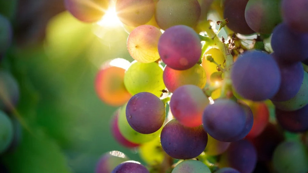 Дагестанцы помогают выращивать виноград в Крыму