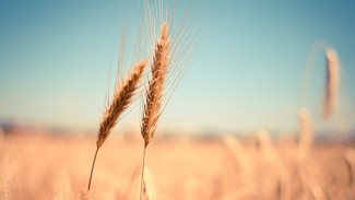 Сирия будет ежегодно закупать до 2 млн тонн крымской пшеницы