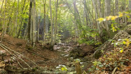 В Крыму стартовал весенний лесокультурный сезон