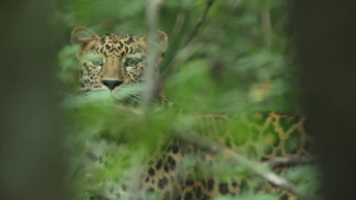 Дальневосточный леопард позировал перед сотрудниками нацпарка «Земля леопарда»