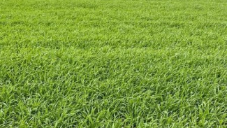 В Крыму взошли все посевы озимых культур