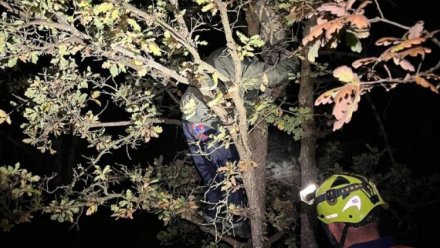 Подростки залезли на дерево, спасаясь от кабанов в Симферопольском районе