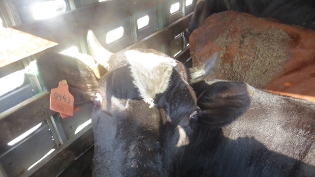 10 голов крупного рогатого скота пытались нелегально ввезти в Крым