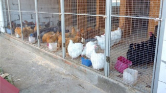 Цены на куриное мясо вызвали недовольство у главы Крыма