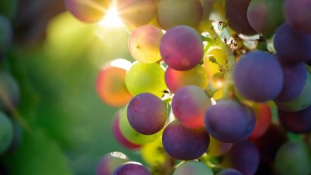 Более 900 гектаров новых виноградников высадят в Крыму
