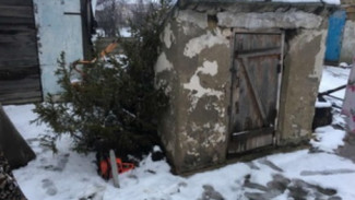 Двойной удар: крымчанин похитил бензопилу, чтобы с её помощью украсть елку к Новому году