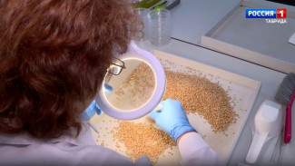 Эксперты проверили качество одного миллиона тонн крымского зерна 