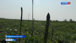 Как выращивают и собирают спаржу в Крыму