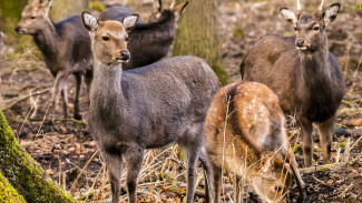 В Ялтинском заповеднике отслеживают популяцию редких зверей