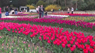  В Никитском ботаническом саду стартовал «Парад тюльпанов»