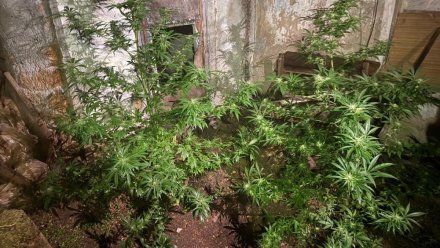 Крымчанин организовал наркоплантацию в своем огороде
