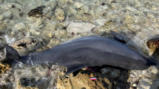 Труп дельфина со вскрытым брюхом обнаружили у берегов Севастополя