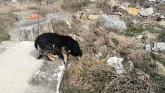 Сотрудники МЧС Крыма спасли собаку, которая просидела в яме два дня
