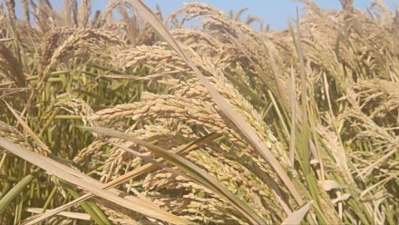 Уборка «драгоценного» риса началась в Крыму
