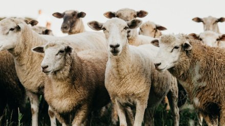 Овечий беби-бум: с начала года в Крыму на свет появились около пяти тысяч ягнят