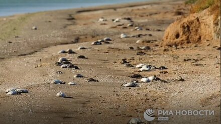 В Крыму на побережье Сиваша массово погибли птицы 