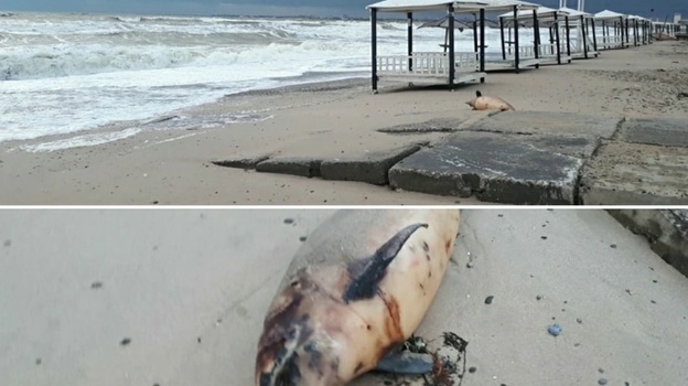 Шторм выбросил на пляж в Евпатории мёртвого дельфина
