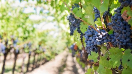 В Крыму в 2021 году собрали рекордный за семь лет урожай винограда