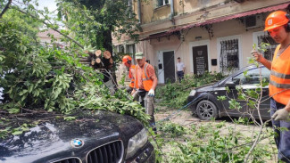 В Симферополе дерево упало на припаркованные автомобили