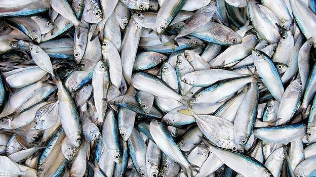 Более 32 миллионов рублей получили рыбохозяйственные предприятия Крыма
