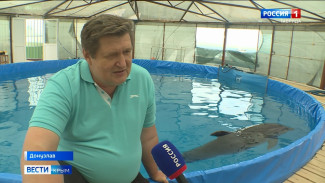 Учёный назвал проблемы у дельфинов в Крыму