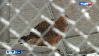 ВЕСТИ-КРЫМ: выпуск 01.02.2022 14:30