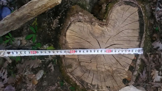 За месяц специалисты выявили незаконную рубку в крымских лесах на 159 тысяч рублей