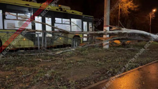 Сильный ветер повалил несколько деревьев в Керчи