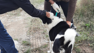 В Бахчисарайском районе вакцинируют животных от бешенства 