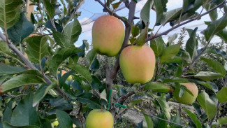 В Крыму приступили к сбору осенних сортов яблок
