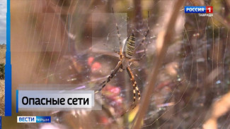 Жители Крыма все чаще сетуют на встречи с яркими и достаточно пугающими пауками, плетущими свои сети в парках, садах и на приусадебных участках