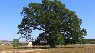 Суворовский дуб из Крыма может стать деревом года