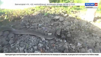  У крымских змей уже практически закончился брачный период