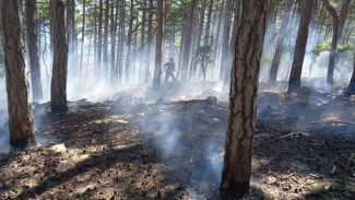 Лесной пожар в Алупке удалось оперативно устранить благодаря своевременному сообщению граждан