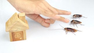 Всекрымскую «перепись» тараканов проведут на полуострове
