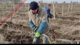 В Крыму началась сезонная обрезка винограда