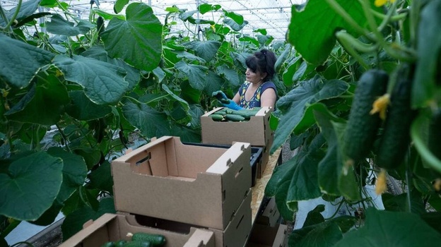 Более 1,5 тысяч тонн овощей собрали в Крыму