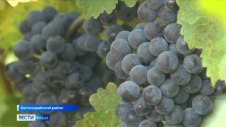 Поздние сорта винограда собирают в Крыму