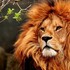 Ряд крупных зоопарков Крыма закрылись 